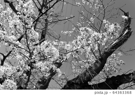 桜(モノクロ) 桜(モノクロ) 64363368