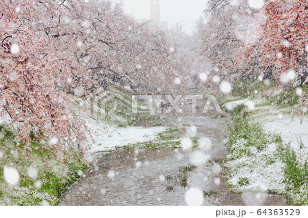 春の桜と雪　立川市根川緑道 64363529