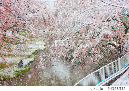 春の桜と雪　立川市根川緑道 64363535