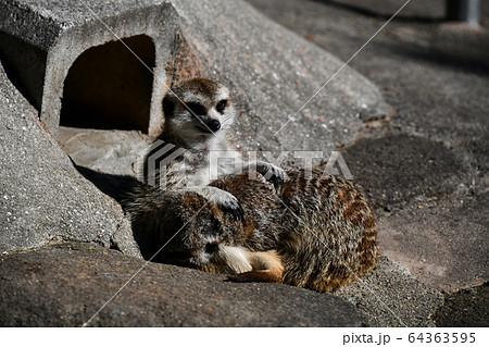 広島県福山市動物園のケープハイラックスの写真素材