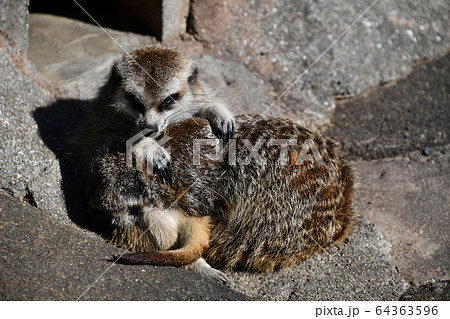 広島県福山市動物園のケープハイラックス 広島県福山市動物園のケープハイラックス 64363596