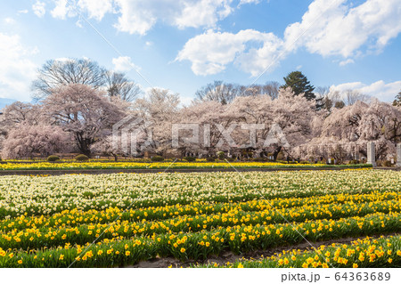 実相寺　桜と水仙の花畑 64363689