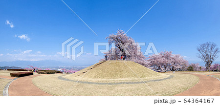 八代ふるさと公園 甲州蚕影桜 八代ふるさと公園 甲州蚕影桜 64364167