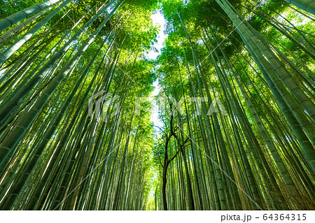 《京都府》竹林の道・嵯峨野 64364315