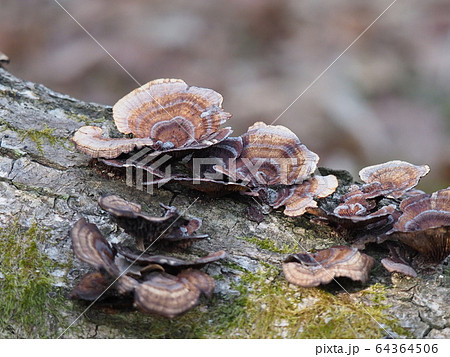 サルノコシカケ サルノコシカケ 64364506