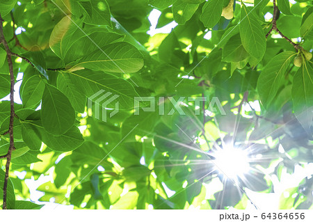 新緑と木漏れ日 新緑と木漏れ日 64364656