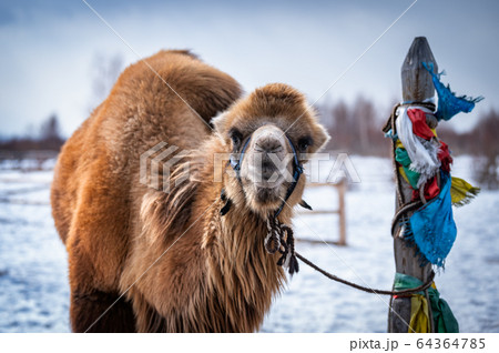 Camel male in Siberia Camel male in Siberia 64364785