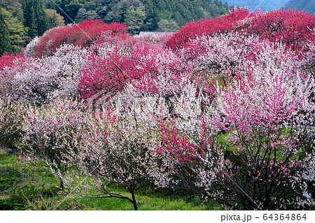 満開の花桃の花 64364864