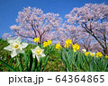 諏訪湖の周りの水仙と桜 64364865