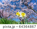諏訪湖の周りの水仙と桜 64364867