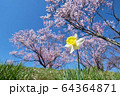 諏訪湖の周りの水仙と桜 64364871