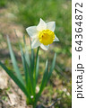 水仙の花 64364872