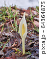 水芭蕉の花 64364875