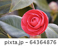 丸い椿の花 64364876