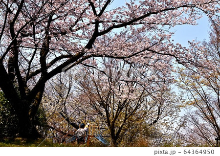 広島県福山市内海町の内浦憩いの森の桜 64364950