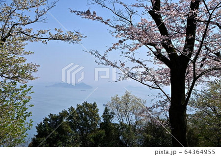 広島県福山市内海町の内浦憩いの森の桜と瀬戸内海 64364955