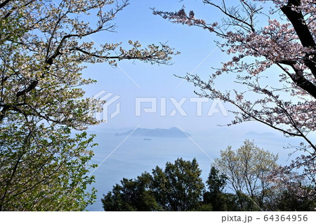 広島県福山市内海町の内浦憩いの森の桜と瀬戸内海 64364956