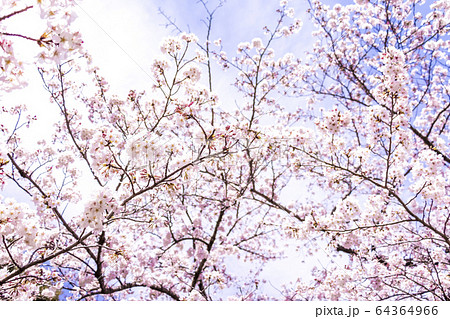 満開の桜 満開の桜 64364966