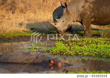 A white rhino and its calf, Ceratotherium simum, stand at the edge of a waterhole with a hippo, Hippopotamus amphibius 64365058