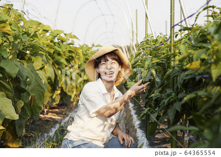Japanese woman wearing hat standing in vegetable field, picking fresh peppers, smiling at camera. Japanese woman wearing hat standing in vegetable field, picking fresh peppers, smiling at camera. 64365554