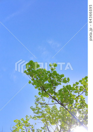 初夏、晴天の空 初夏、晴天の空 64366895