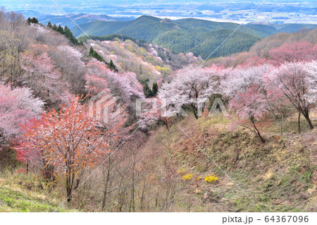 御亭山から観る満開の山桜 御亭山から観る満開の山桜 64367096