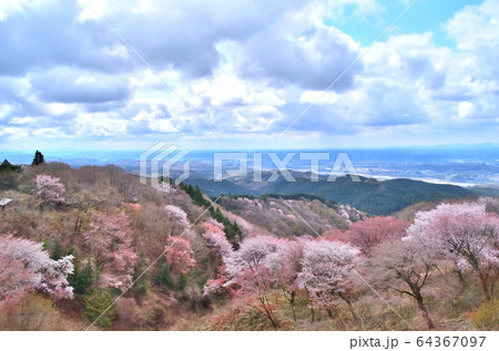 御亭山から観る満開の山桜 64367097