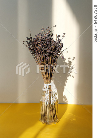 Bouquet of purple lavender in glass jar on bright yellow background. Hard light falls on still life with flowers. Bouquet of purple lavender in glass jar on bright yellow background. Hard light falls on still life with flowers. 64367559