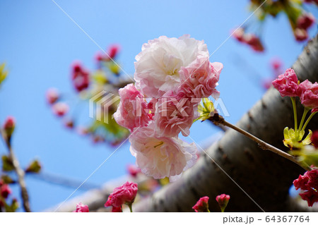 荒川堤の五色桜・松月 64367764