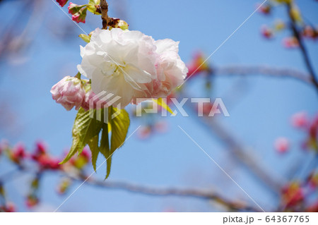 荒川堤の五色桜・松月 64367765