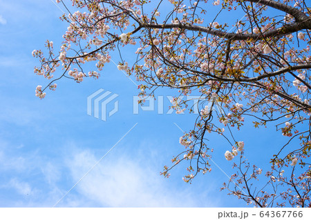 荒川堤の五色桜 荒川堤の五色桜 64367766