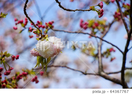 荒川堤の五色桜・松月 荒川堤の五色桜・松月 64367767