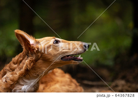 Puppy borzoi walks outdoor at summer day Puppy borzoi walks outdoor at summer day 64367828