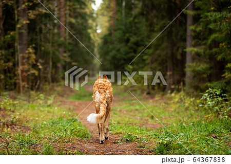 Puppy borzoi walks outdoor at summer day Puppy borzoi walks outdoor at summer day 64367838