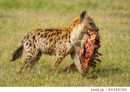 Spotted hyena walks with carcase on savannah 64368160