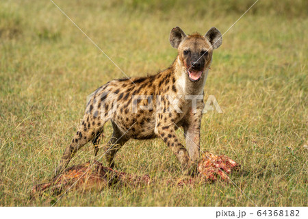 Spotted hyena looks up from bloody carcase Spotted hyena looks up from bloody carcase 64368182