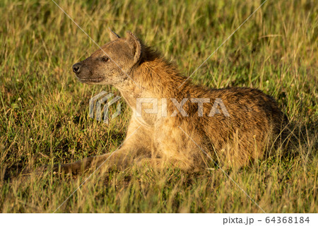 Spotted hyena lies in grass with catchlight Spotted hyena lies in grass with catchlight 64368184