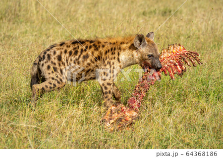 Spotted hyena holds bloody skeleton in grass Spotted hyena holds bloody skeleton in grass 64368186