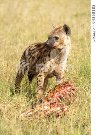 Spotted hyena holds bloody carcase in grassland Spotted hyena holds bloody carcase in grassland 64368188