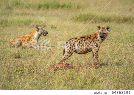 Spotted hyena guards bloody carcase from another 64368191