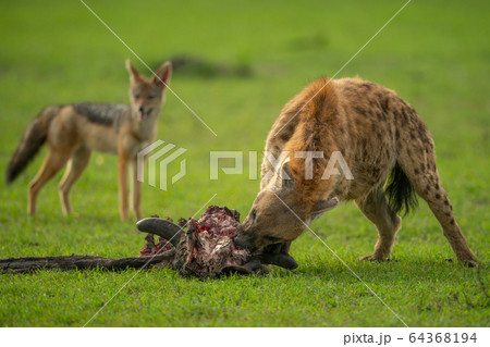 Spotted hyena gnaws carcase watched by jackal 64368194