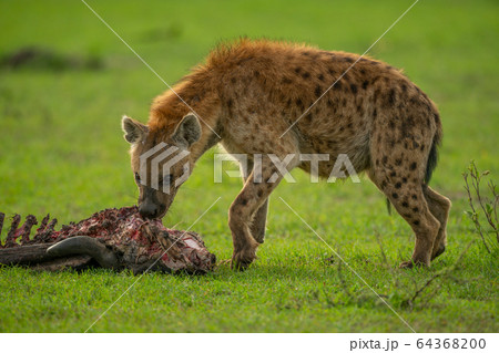Spotted hyena feeding on carcase on grass 64368200