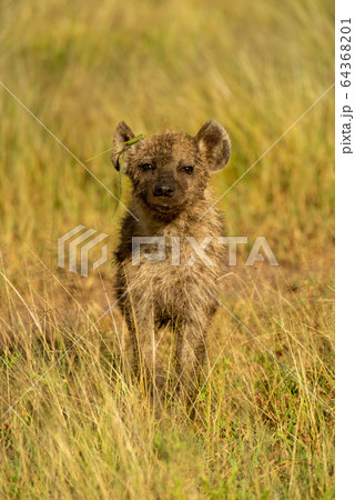 Spotted hyena cub stands in long grass 64368201