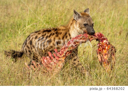 Spotted hyena crosses grassland with bloody 64368202