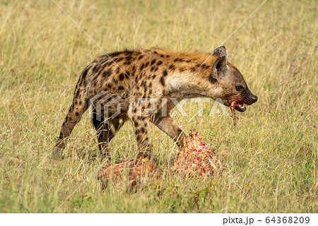 Spotted hyena chews bone from bloody carcase Spotted hyena chews bone from bloody carcase 64368209