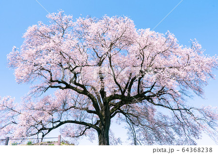 わに塚の桜 わに塚の桜 64368238