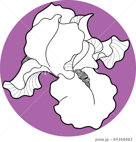 iris flawers in the circle hand draw 64368982
