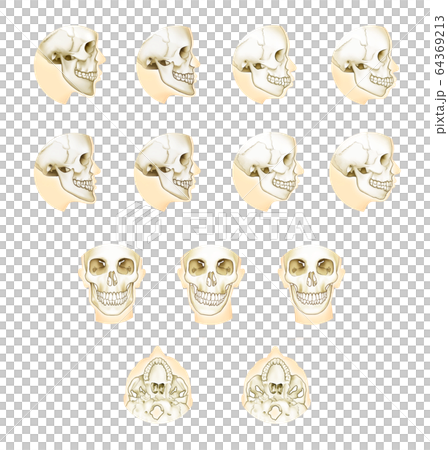 正畸頜骨手術解剖 64369213