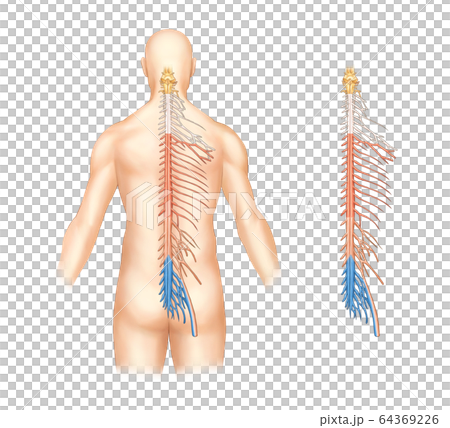 解剖学 人体 身体 64369226