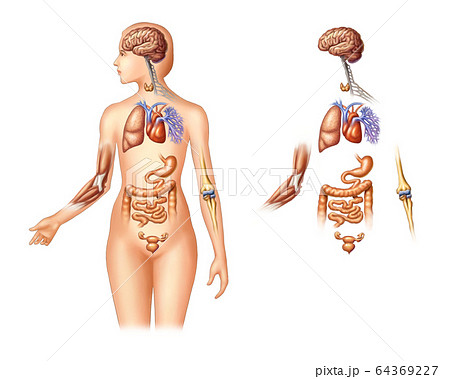 解剖学 人体 モデルのイラスト素材